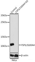 Western blot analysis of extracts from normal (control) and FSP1/S100A4 knockout (KO) HeLa cells using FSP1/S100A4 Polyclonal Antibody at dilution of 1:1000.