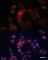 Immunofluorescence analysis of HeLa cells using HSPB1 Polyclonal Antibody at dilution of 1:100. Blue: DAPI for nuclear staining.