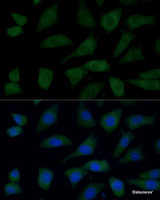 Immunofluorescence analysis of L929 cells using FGD1 Polyclonal Antibody at dilution of 1:100 (40x lens) . Blue: DAPI for nuclear staining.