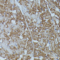 Immunohistochemistry of paraffin-embedded Rat heart using FKBP1B Polyclonal Antibody at dilution of 1:100 (40x lens) .