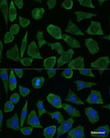 Immunofluorescence analysis of L929 cells using FKBP1B Polyclonal Antibody at dilution of 1:100 (40x lens) . Blue: DAPI for nuclear staining.