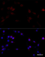 Immunofluorescence analysis of PC-12 cells using FLNA Polyclonal Antibody at dilution of 1:100 (40x lens) . Blue: DAPI for nuclear staining.