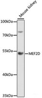 Western blot analysis of extracts of Mouse kidney using MEF2D Polyclonal Antibody at dilution of 1:1000.