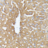 Immunohistochemistry of paraffin-embedded Mouse liver using NUBP1 Polyclonal Antibody at dilution of 1:100 (40x lens) .