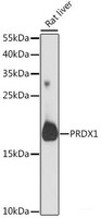 Western blot analysis of extracts of Rat liver using PRDX1 Polyclonal Antibody at dilution of 1:1000.