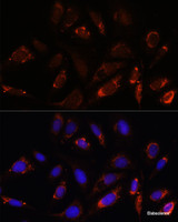 Immunofluorescence analysis of U-2 OS cells using MRPL23 Polyclonal Antibody at dilution of 1:100. Blue: DAPI for nuclear staining.