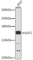 Western blot analysis of extracts of 293T cells using SLIT1 Polyclonal Antibody at dilution of 1:1000.
