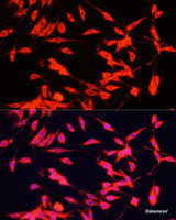 Immunofluorescence analysis of PC-12 cells using FXR1 Polyclonal Antibody at dilution of 1:100. Blue: DAPI for nuclear staining.