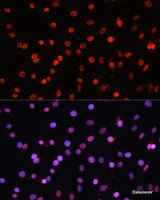 Immunofluorescence analysis of C6 cells using KLF2 Polyclonal Antibody at dilution of 1:100. Blue: DAPI for nuclear staining.