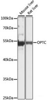Western blot analysis of extracts of various cell lines using OPTC Polyclonal Antibody at dilution of 1:1000.