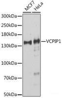 Western blot analysis of extracts of various cell lines using VCPIP1 Polyclonal Antibody at dilution of 1:1000.