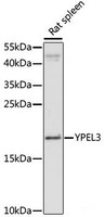 Western blot analysis of extracts of Rat spleen using YPEL3 Polyclonal Antibody at dilution of 1:1000.