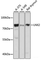 Western blot analysis of extracts of various cell lines using LNX2 Polyclonal Antibody at dilution of 1:1000.