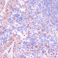 Immunohistochemistry of paraffin-embedded Mouse spleen using UGT2B15 Polyclonal Antibody at dilution of 1:100 (40x lens) .