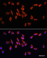 Immunofluorescence analysis of L929 cells using NRP1 Polyclonal Antibody at dilution of 1:100. Blue: DAPI for nuclear staining.