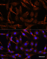 Immunofluorescence analysis of C6 cells using WNT10B Polyclonal Antibody at dilution of 1:100. Blue: DAPI for nuclear staining.