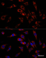 Immunofluorescence analysis of L929 cells using WNT10B Polyclonal Antibody at dilution of 1:100. Blue: DAPI for nuclear staining.