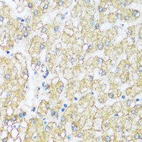 Immunohistochemistry of paraffin-embedded Human liver using ATP5I Polyclonal Antibody at dilution of 1:100 (40x lens) .