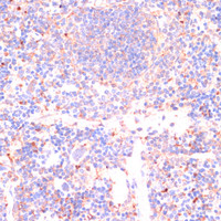 Immunohistochemistry of paraffin-embedded Mouse spleen using Caspase-3 Polyclonal Antibody at dilution of 1:200 (40x lens) .