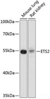 Western blot analysis of extracts of various cell lines using ETS2 Polyclonal Antibody at dilution of 1:1000.