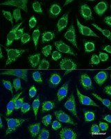 Immunofluorescence analysis of L929 cells using FXN Polyclonal Antibody at dilution of 1:100. Blue: DAPI for nuclear staining.