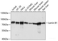 Western blot analysis of extracts of various cell lines using Lamin B1 Polyclonal Antibody at dilution of 1:3000.