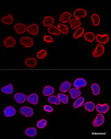 Confocal immunofluorescence analysis of HeLa cells using Lamin B1 Polyclonal Antibody at dilution of 1:200. Blue: DAPI for nuclear staining.