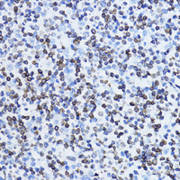 Immunohistochemistry of paraffin-embedded Human tonsil using LMNB1 Polyclonal Antibody at dilution of 1:200 (40x lens) .