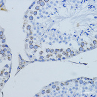 Immunohistochemistry of paraffin-embedded Mouse testis using LMNB1 Polyclonal Antibody at dilution of 1:200 (40x lens) .