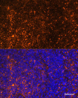 Immunofluorescence analysis of Rat spleen using CCL19 Polyclonal Antibody at dilution of 1:100 (40x lens) . Blue: DAPI for nuclear staining.