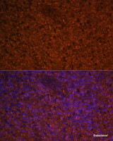 Immunofluorescence analysis of Human spleen using CCL19 Polyclonal Antibody at dilution of 1:100 (40x lens) . Blue: DAPI for nuclear staining.