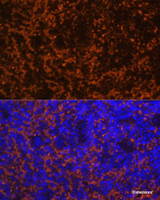 Immunofluorescence analysis of Mouse spleen using CCL19 Polyclonal Antibody at dilution of 1:100 (40x lens) . Blue: DAPI for nuclear staining.