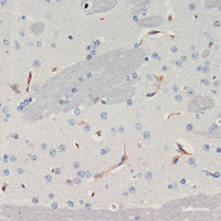 Immunohistochemistry of paraffin-embedded Mouse brain using THBS1 Polyclonal Antibody at dilution of 1:200 (40x lens) .