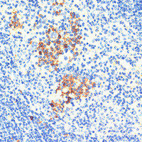 Immunohistochemistry of paraffin-embedded Mouse spleen using THBS1 Polyclonal Antibody at dilution of 1:200 (40x lens) .