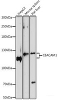 Western blot analysis of extracts of various cell lines using CEACAM1 Polyclonal Antibody at dilution of 1:1000.