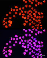 Immunofluorescence analysis of HeLa cells using Histone H4 Polyclonal Antibody at dilution of 1:100. Blue: DAPI for nuclear staining.