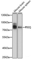 Western blot analysis of extracts of various cell lines using PIGQ Polyclonal Antibody at dilution of 1:1000.