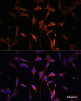 Immunofluorescence analysis of NIH/3T3 cells using KEAP1 Polyclonal Antibody at dilution of 1:100. Blue: DAPI for nuclear staining.