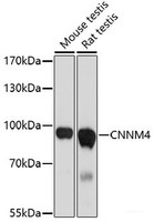 Western blot analysis of extracts of various cell lines using CNNM4 Polyclonal Antibody at dilution of 1:1000.