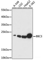 Western blot analysis of extracts of various cell lines using BBC3 Polyclonal Antibody at dilution of 1:1000.