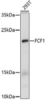 Western blot analysis of extracts of 293T cells using FCF1 Polyclonal Antibody at dilution of 1:1000.