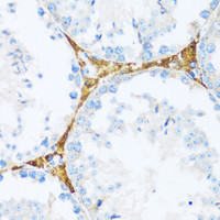 Immunohistochemistry of paraffin-embedded Mouse testis using BRSK1 Polyclonal Antibody at dilution of 1:100 (40x lens) .