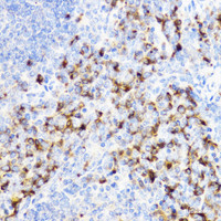 Immunohistochemistry of paraffin-embedded Mouse spleen using YKL-40 / CHI3L1 Polyclonal Antibody at dilution of 1:100 (40x lens) .