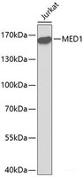 Western blot analysis of extracts of Jurkat cells using MED1 Polyclonal Antibody.