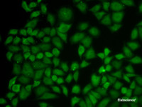 Immunofluorescence analysis of A549 cells using KPNA1 Polyclonal Antibody