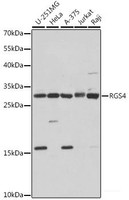 Western blot analysis of extracts of various cell lines using RGS4 Polyclonal Antibody at dilution of 1:1000.