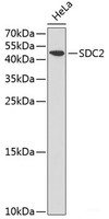 Western blot analysis of extracts of HeLa cells using SDC2 Polyclonal Antibody at dilution of 1:1000.