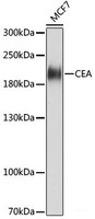 Western blot analysis of extracts of MCF7 cells using CEACAM5 Monoclonal Antibody at dilution of 1:1000.