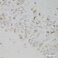 Immunohistochemistry of paraffin-embedded Mouse brain using PSAP Polyclonal Antibody at dilution of 1:200 (40x lens) .