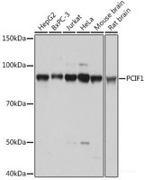 Western blot analysis of extracts of various cell lines using PCIF1 Polyclonal Antibody at dilution of 1:1000.